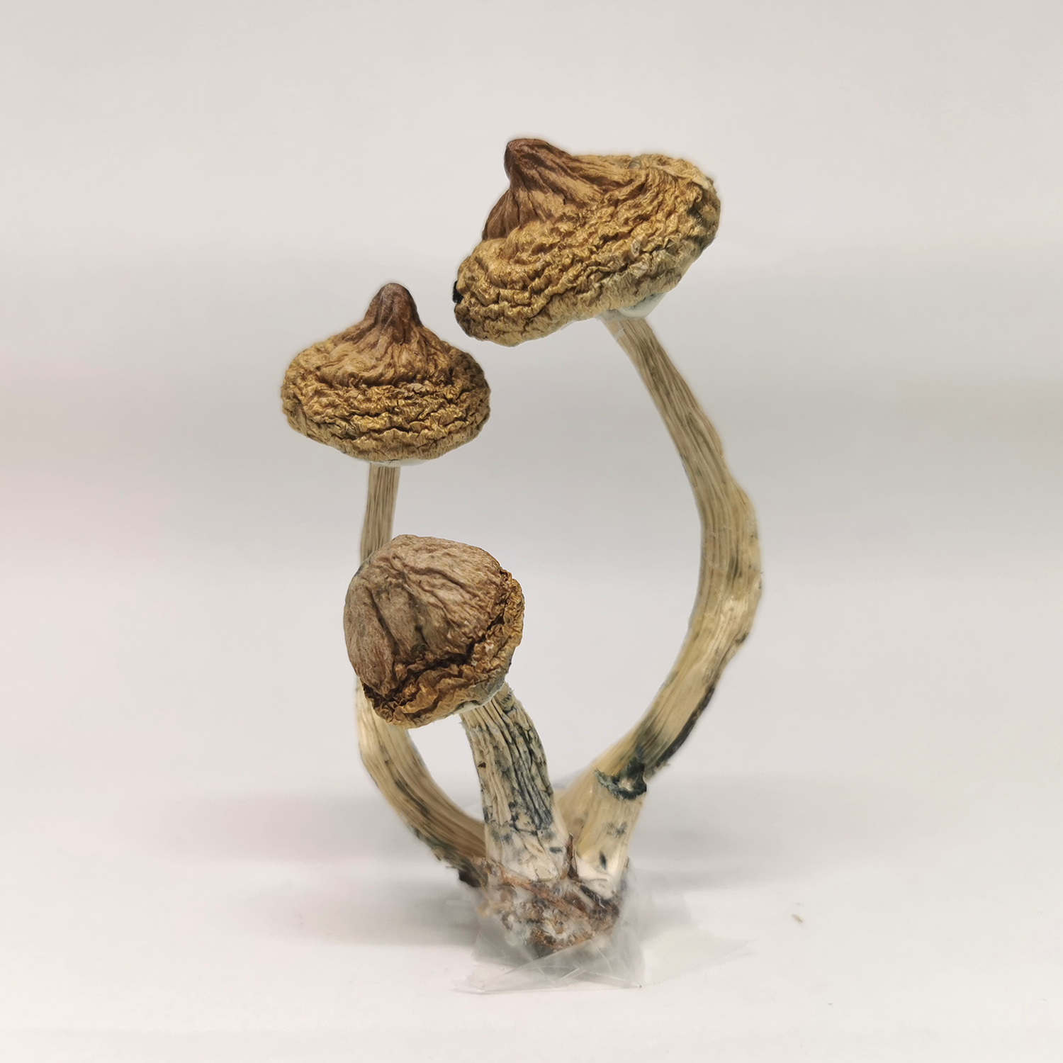 Magic Mushrooms (Buy Shrooms Online)